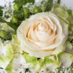 大輪の白薔薇